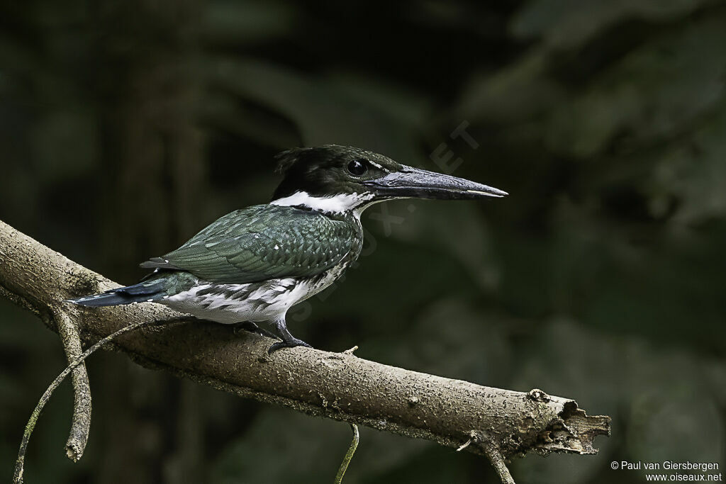 Amazon Kingfisher female adult