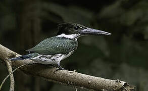 Amazon Kingfisher