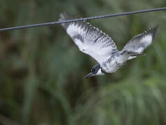 Belted Kingfisher