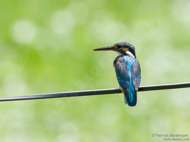 Common Kingfisher