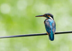 Common Kingfisher