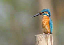 Common Kingfisher