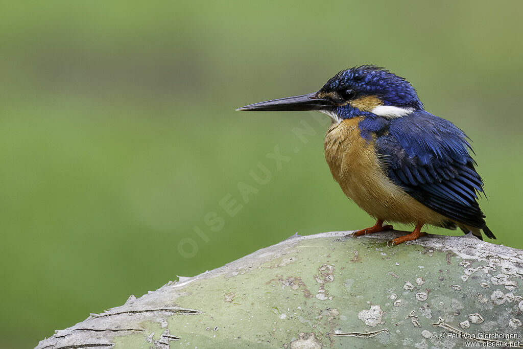 Common Kingfisher male adult