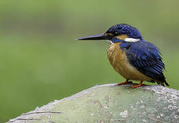 Common Kingfisher