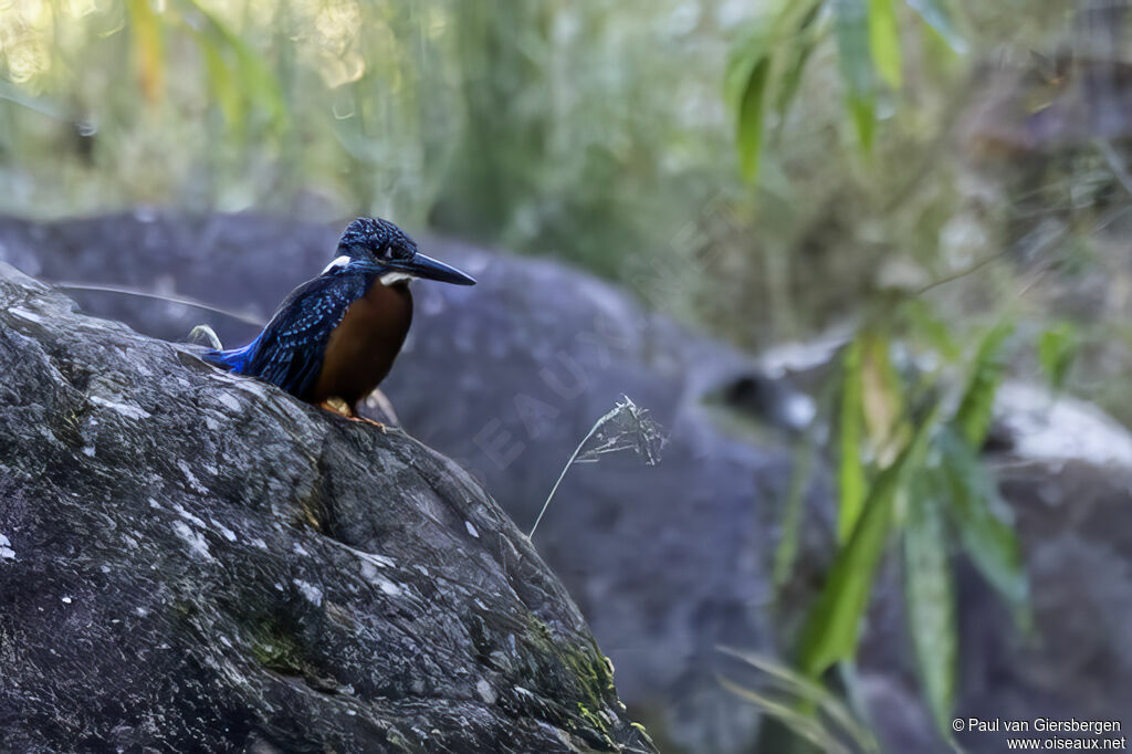Blyth's Kingfisheradult