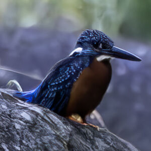 Martin-pêcheur de Blyth