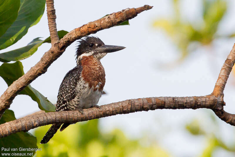 Giant Kingfisher male adult, identification