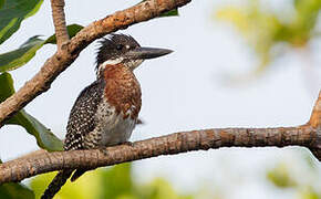 Giant Kingfisher