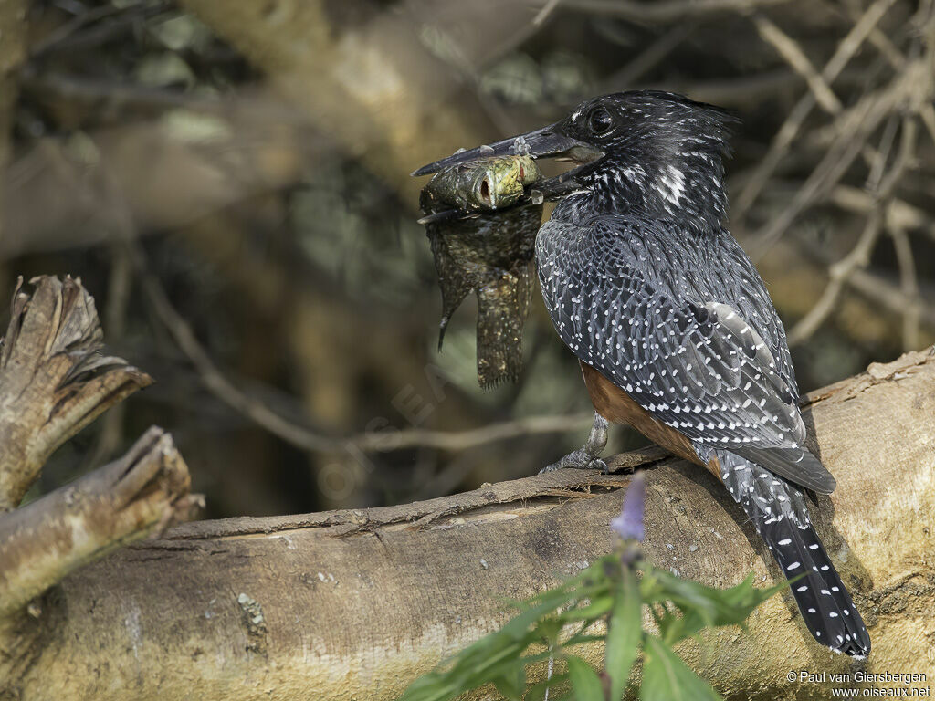 Giant Kingfisher female adult