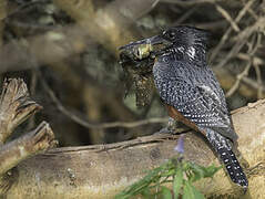 Giant Kingfisher