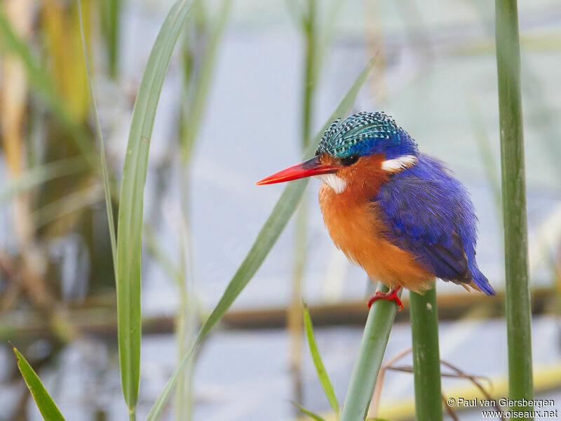 Malachite Kingfisher