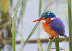 Malachite Kingfisher