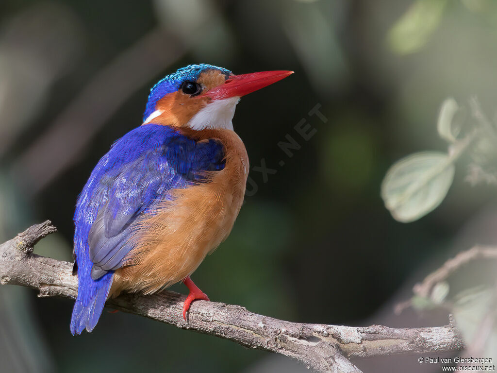 Malachite Kingfisheradult