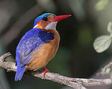 Malachite Kingfisher