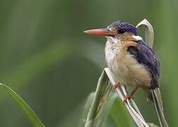 Malachite Kingfisher