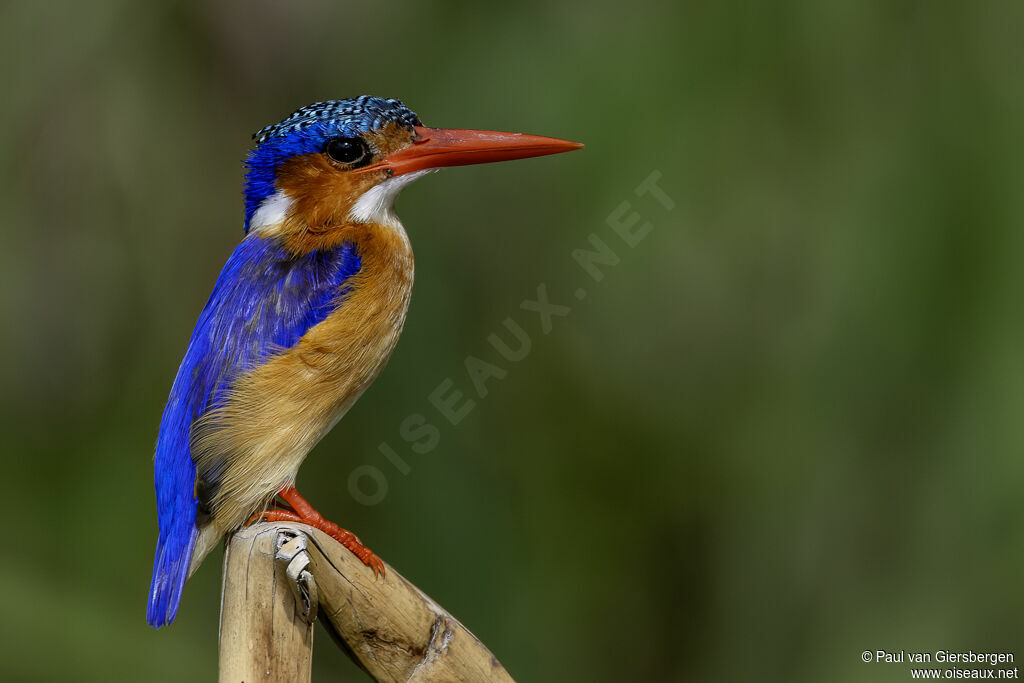 Malachite Kingfisher