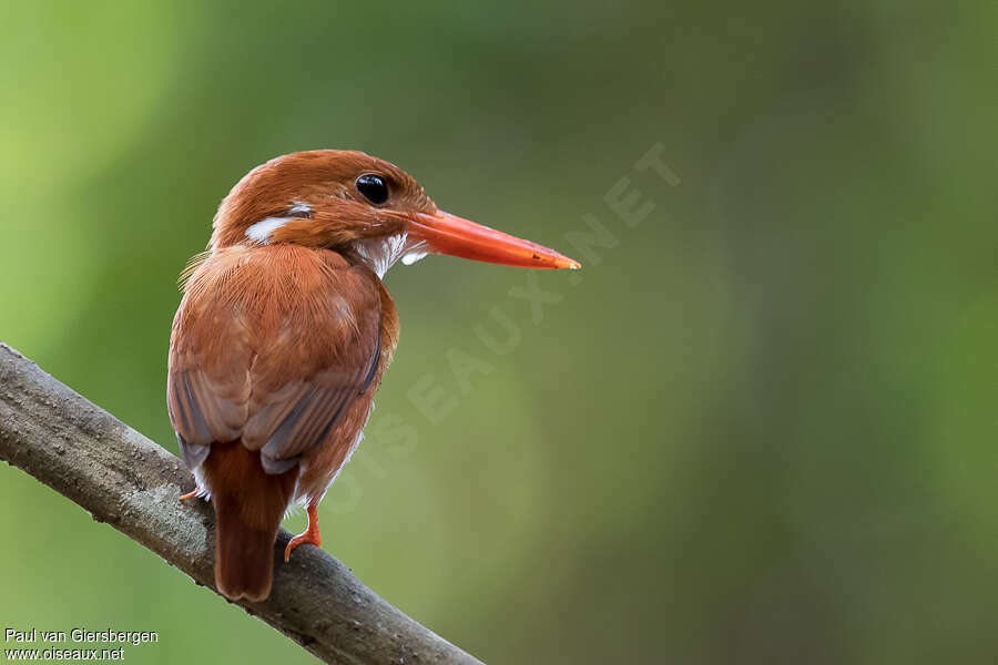 Martin-pêcheur malgacheadulte