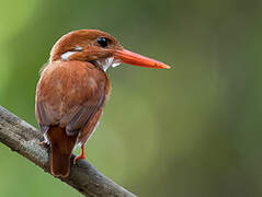 Madagascar Pygmy Kingfisher