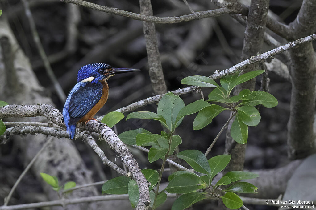 Blue-eared Kingfisheradult