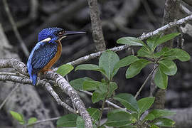 Blue-eared Kingfisher