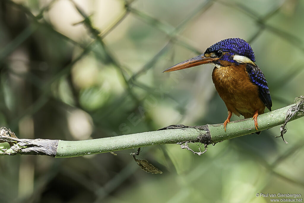 Blue-eared Kingfisheradult