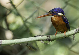 Blue-eared Kingfisher