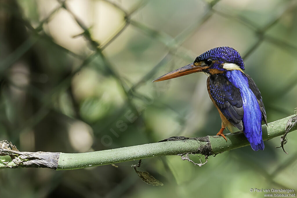 Blue-eared Kingfisheradult