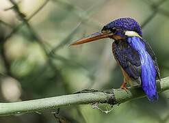 Blue-eared Kingfisher