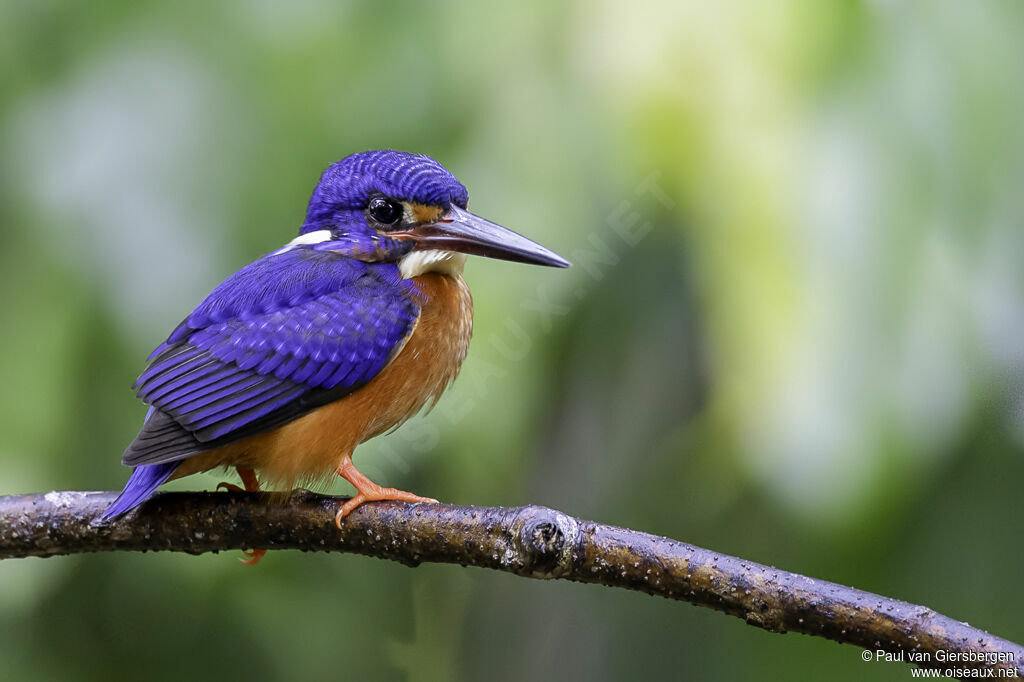 Blue-eared Kingfisheradult