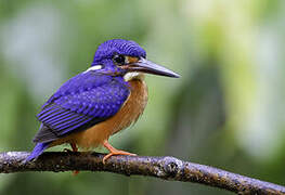 Blue-eared Kingfisher