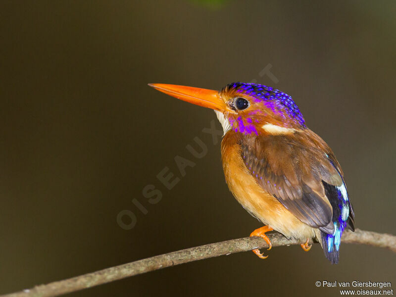 Sulawesi Dwarf Kingfisheradult