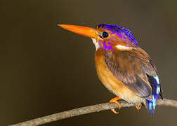 Sulawesi Dwarf Kingfisher