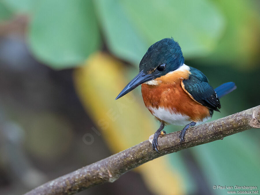 American Pygmy Kingfisheradult