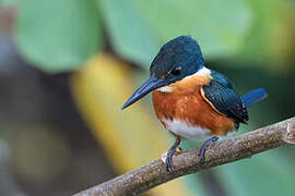 American Pygmy Kingfisher