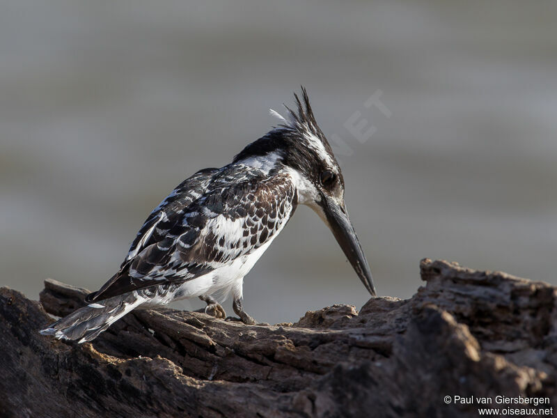 Pied Kingfisher