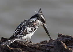 Pied Kingfisher