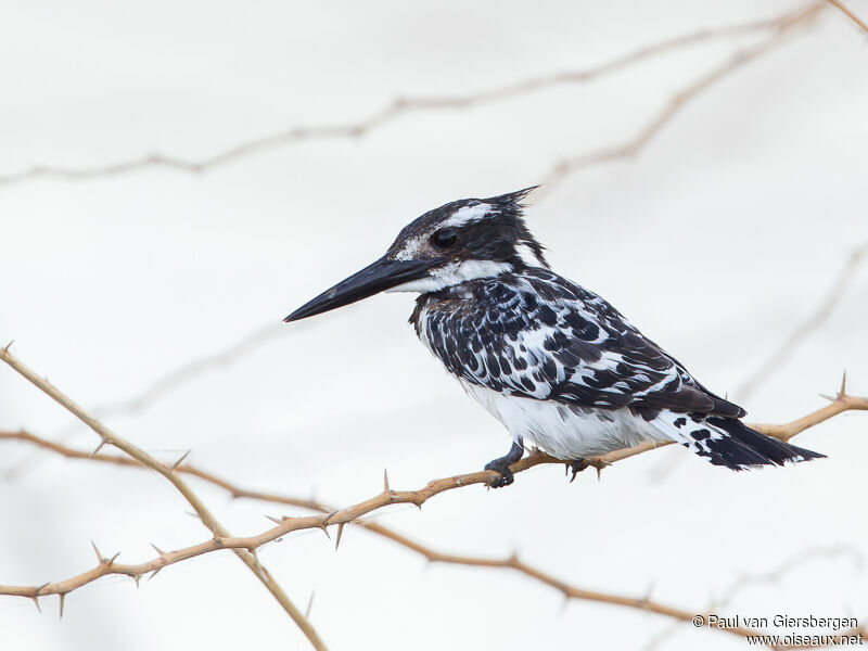 Pied Kingfisher