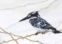 Pied Kingfisher