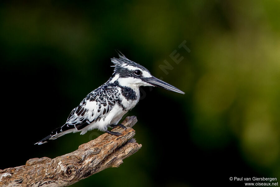 Pied Kingfisher