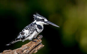 Pied Kingfisher