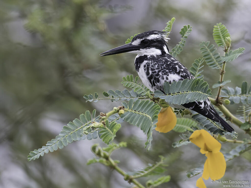 Pied Kingfisher female adult