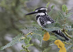 Pied Kingfisher