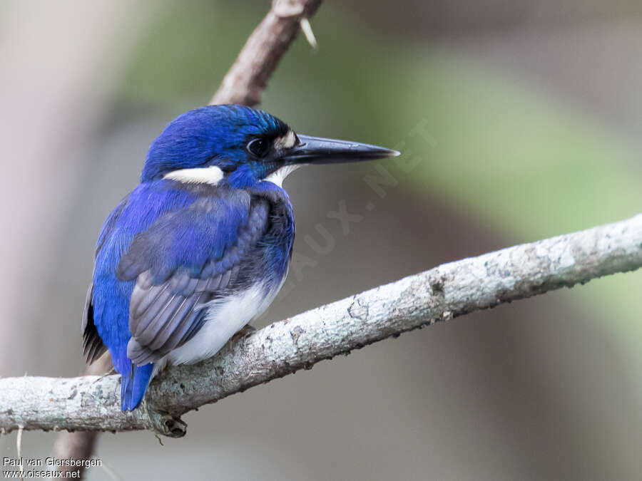 Martin-pêcheur poucetadulte, identification