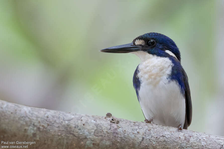 Little Kingfisheradult