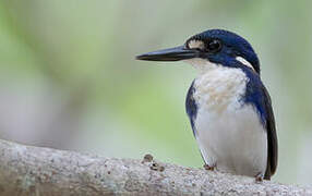 Little Kingfisher