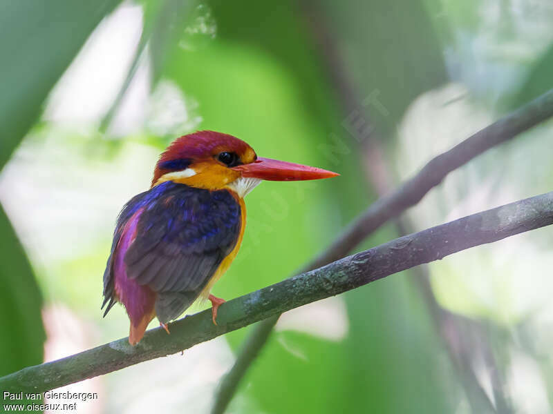 Black-backed Dwarf Kingfisheradult, identification