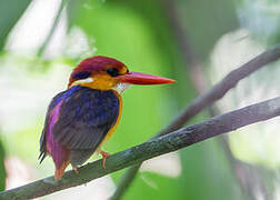 Oriental Dwarf Kingfisher