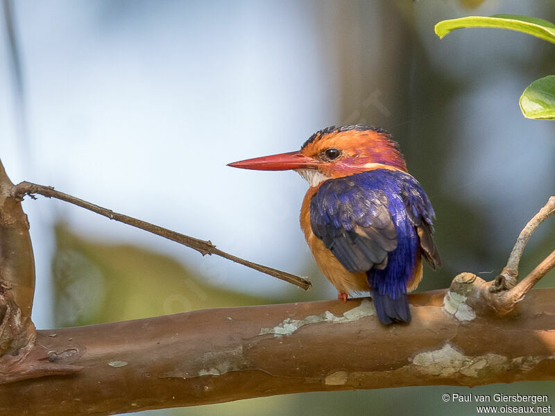 African Pygmy Kingfisher