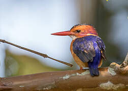 African Pygmy Kingfisher