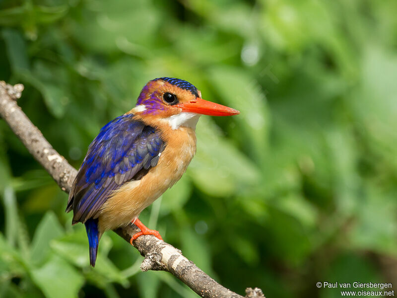 African Pygmy Kingfisher